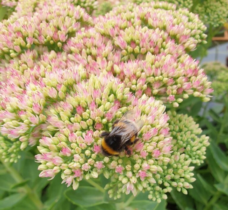 Anfrage zu insektenfreundlicher Gemeinde